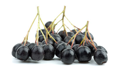 Aronia