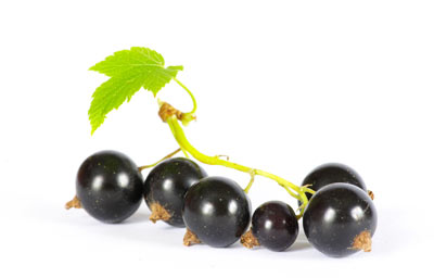 Black Currant