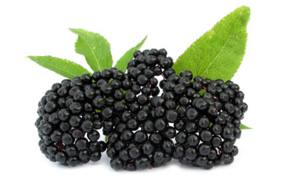 Elderberry